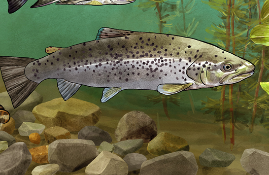 Illustration von einer Seeforelle