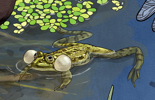 Illustration von einem Seefrosch