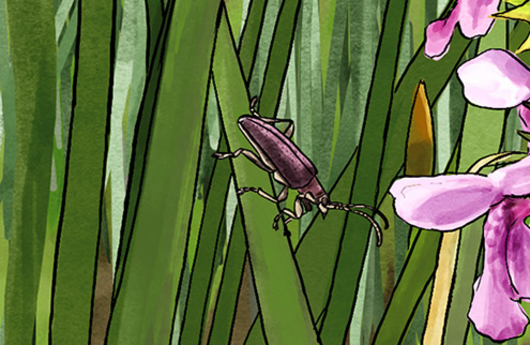 Illustration von einem Seerosen-Schilfkäfer