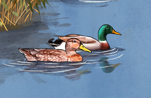 Illustration von Stockenten