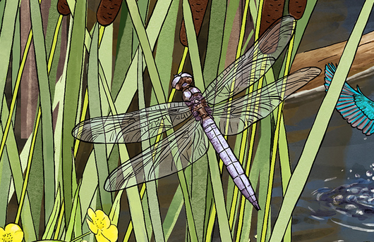 Illustration von einem Südlichen Blaupfeil