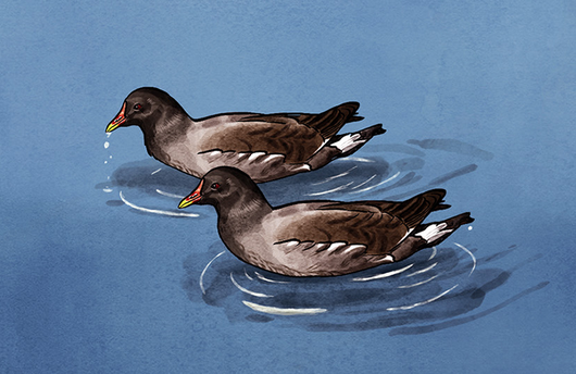 Illustration von Teichhühnern