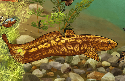 Illustration von einer Trüsche