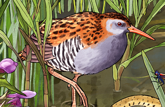 Illustration von einer Wasserralle