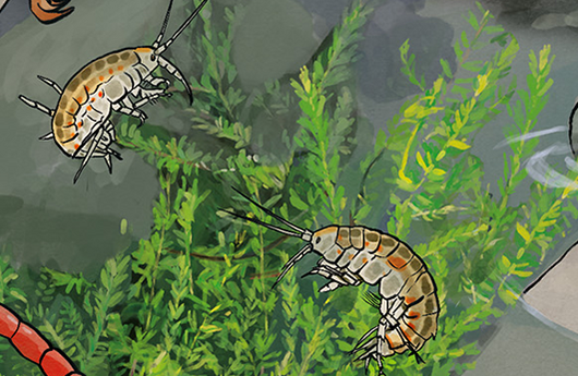 Illustration von einem Bachflohkrebs
