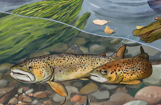 Illustration von Bachforellen