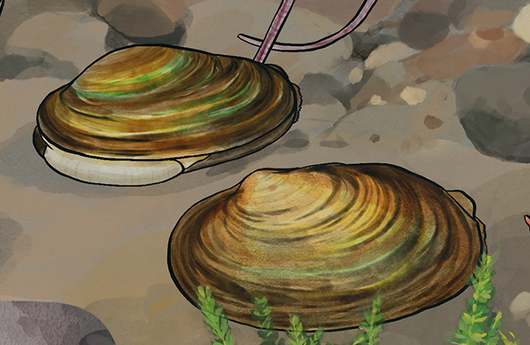 Illustration von Gemeinen Bachmuscheln