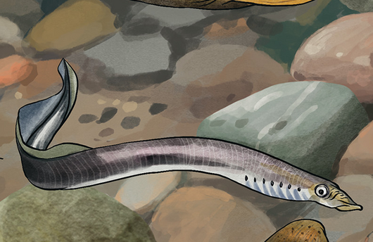 Illustration von einem Bachneunauge