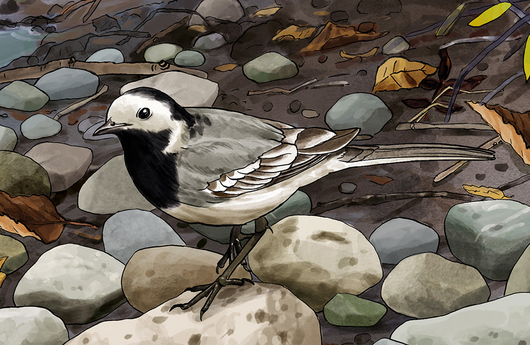 Illustration von einer Bachstelze