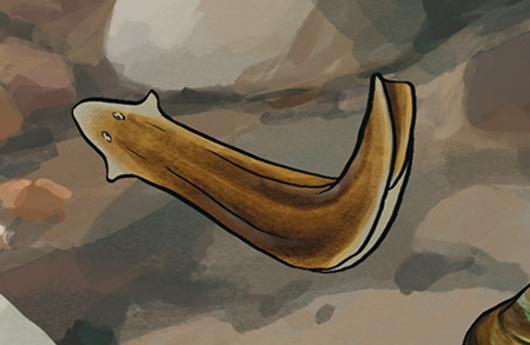Illustration von einem Dreieckskopf-Strudelwurm
