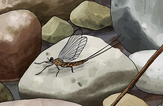 Illustration einer Eintagsfliege