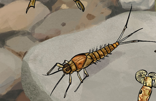 Illustration einer Eintagsfliegenlarve