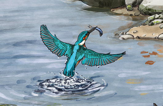 Illustration von einem Eisvogel