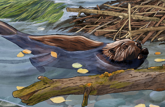 Illustration von einem Europäischen Biber
