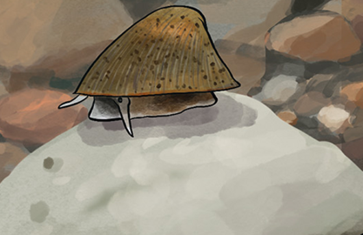 Illustration von einer Flussnapfschnecke