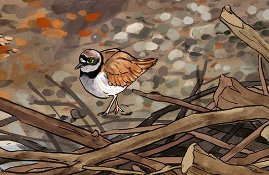 Illustration von einem Flussregenpfeifer