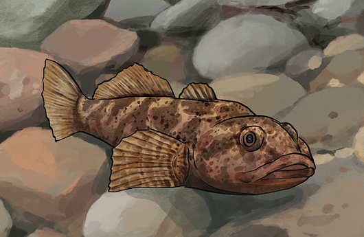 Illustration von einer Groppe