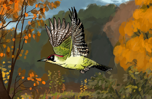 Illustration von einem Grünspecht