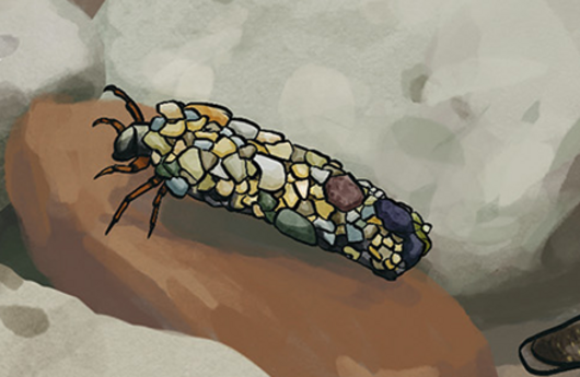 Illustration von einer Köcherfliegenlarve