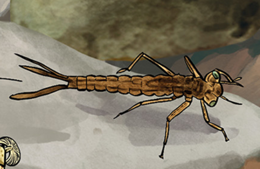 Illustration einer Libellenlarve