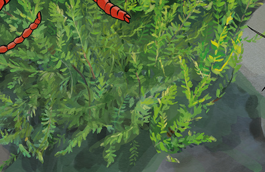 Illustration von Echtem Quellmoos