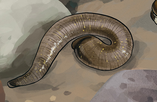 Illustration von einem Rollegel