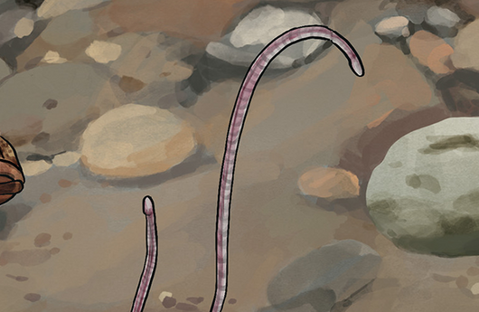 Illustration von einem Schlammröhrenwurm