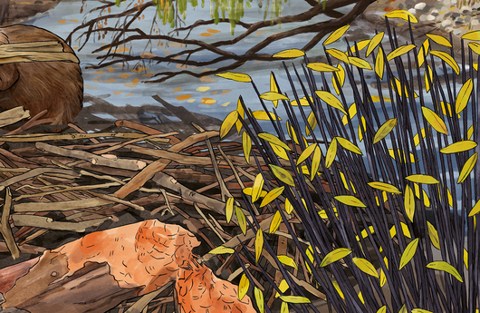 Illustration von einer Schwarzwerdenden Weide