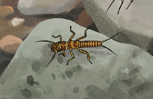 Illustration von einer Steinfliegenlarve