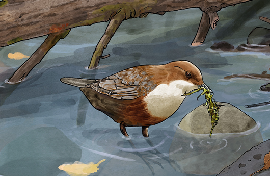 Illustration von einer Wasseramsel