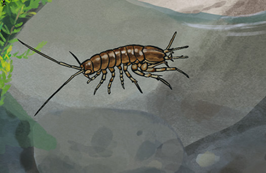 Illustration von einer Wasserassel