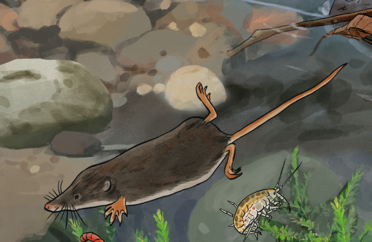 Illustration von einer Wasserspitzmaus