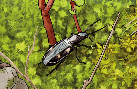 Illustration von einem Bembidion humerale
