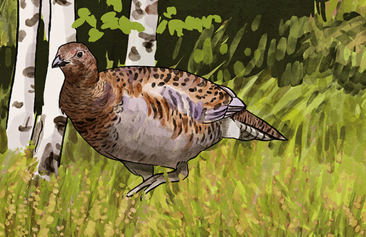 Illustration von einem Birkhuhn