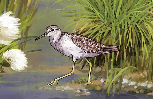 Illustration von einem Bruchwasserläufer