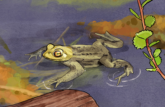 Illustration von einer Erdkröte
