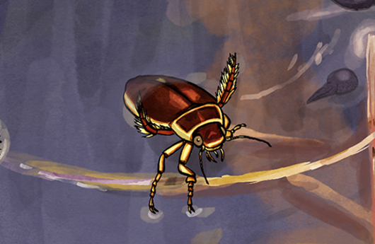 Illustration von einem Gelbrandkäfer