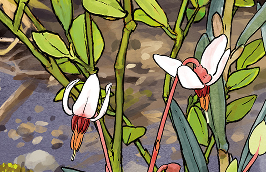 Illustration von der Gemeinen Moosbeere