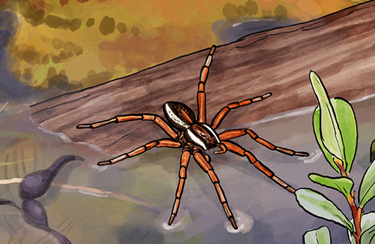 Illustration einer Gerandeten Jagdspinne