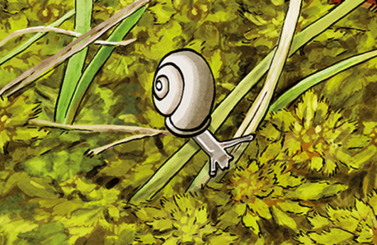 Illustration von einer Glatten Grasschnecke
