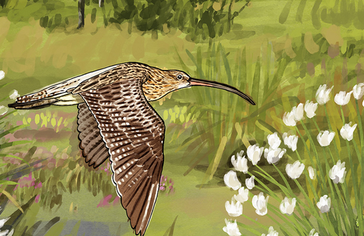 Illustration von einem Grossen Brachvogel