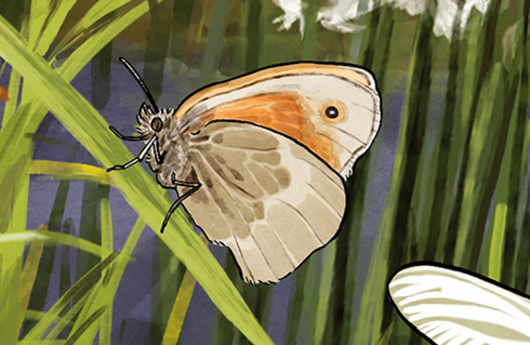 Illustration von einem Grossen Wiesenvögelchen