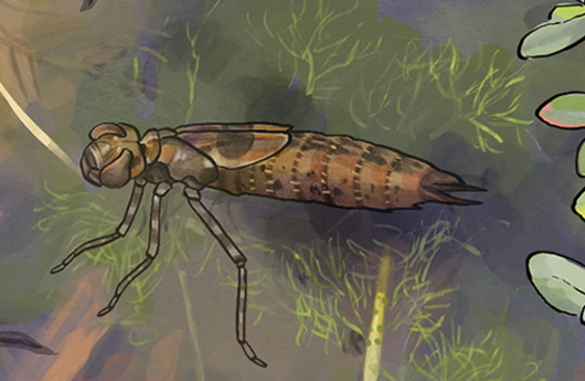 Illustration von einer Grosslibellenlarve