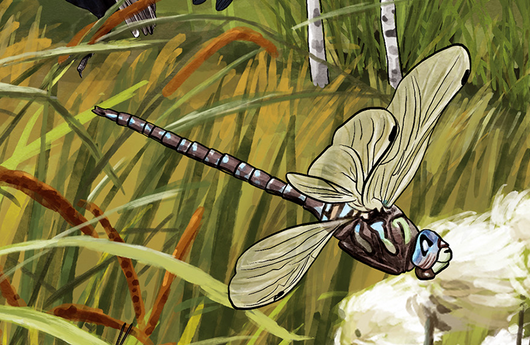 Illustration von einer Hochmoor-Mosaikjungfer