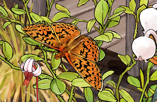 Illustration von einem Hochmoor-Perlmutterfalter