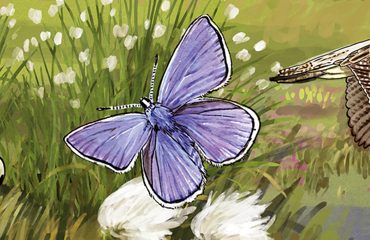 Illustration von einem Hochmoorbläuling