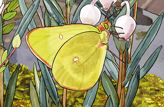 Illustration von einem Hochmoorgelbling