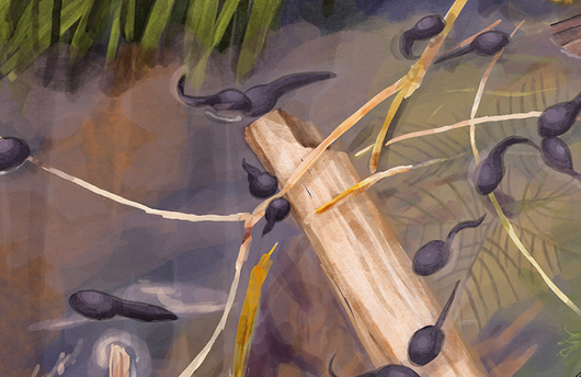 Illustration von Kaulquappen