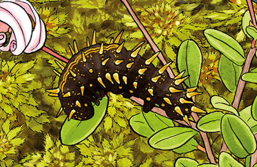 Illustration von einer Raupe des Hochmoor-Perlmutterfalters