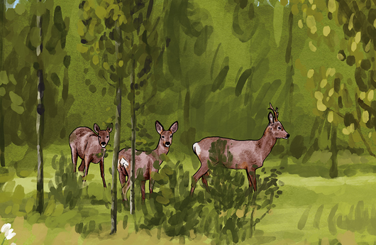Illustration von Rehen